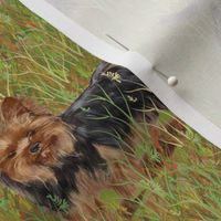 Yorkshire Terrier in Grassy Field