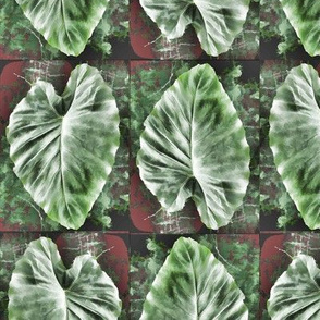 Elephant Ear leaf (Taro) on brown 