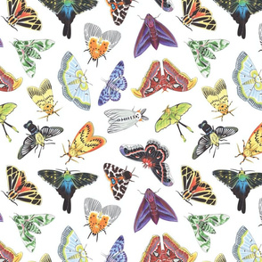 Colorful Moth Medley