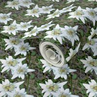 edelweiss - alpine star 1 - schweiz