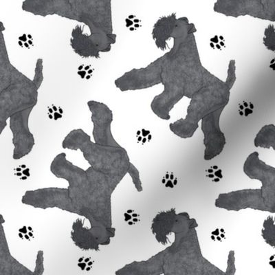 Trotting Kerry Blue Terrier and paw prints - white