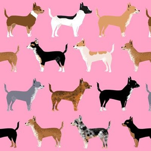 chihuahua dogs pet dog cute pink dogs fabric dog coats and colors merle piebald black and tan irish marked chihuahuas fabric