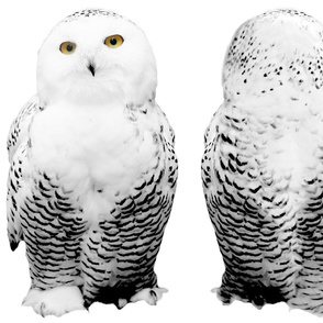 snowy owl plushie 1 - potter's world