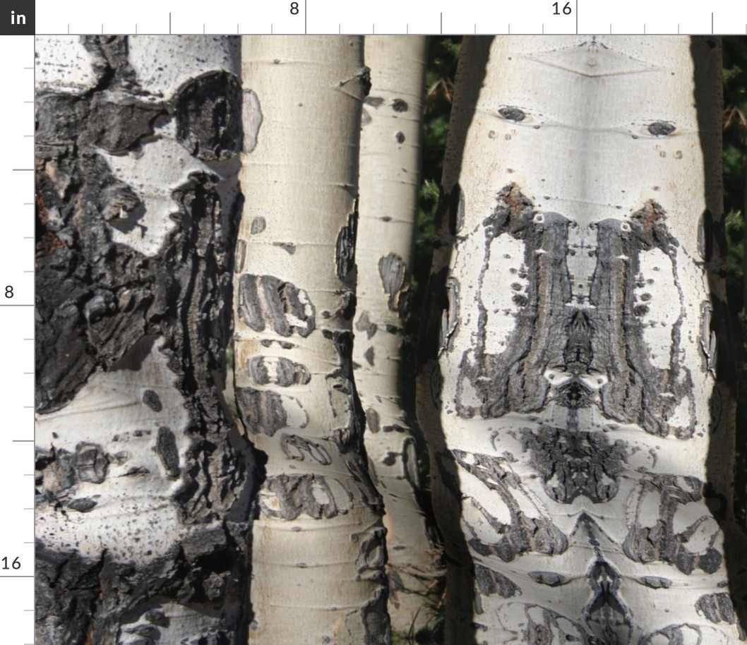 birch tree trunks