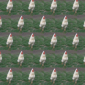 Dancing Rooster