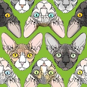 Sphynx natural colors lime green background