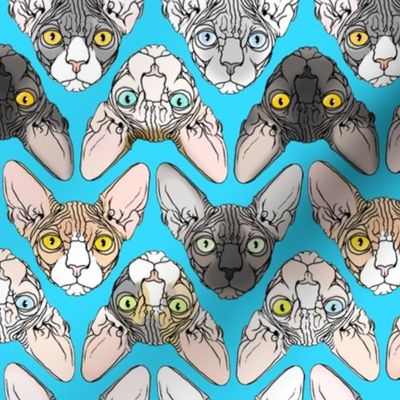 Sphynx natural colors turquoise background