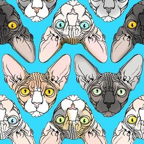 Sphynx natural colors turquoise background