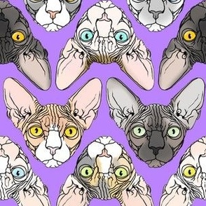 Sphynx natural colors lavender background