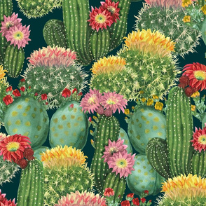Tropical Cactus Flowers
