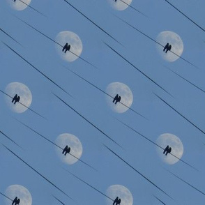 birds and moon