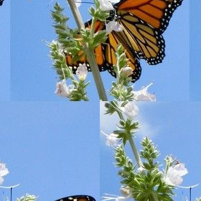 Monarch butterflies 2