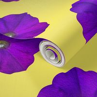 Painted Petunias