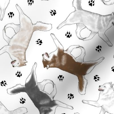 Trotting Siberian Husky and paw prints - white