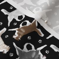 Tiny Trotting Siberian Husky and paw prints - black