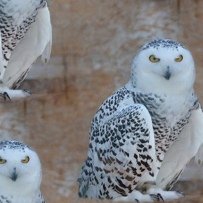 the snowy owl - xl - potter's world