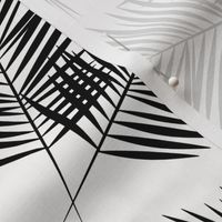 Palm leaf  - black and white monochrome palm leaves palm tree tropical summer beach || by sunny afternoon