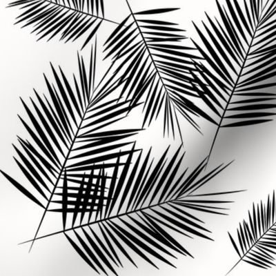 Palm leaf  - black and white monochrome palm leaves palm tree tropical summer beach || by sunny afternoon