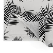 Palm leaf  - black and white monochrome palm leaves palm tree tropical summer beach || by sunny afternoon