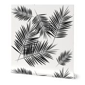 Palm leaf  - black and white monochrome palm leaves palm tree tropical summer beach || by sunny afternoon