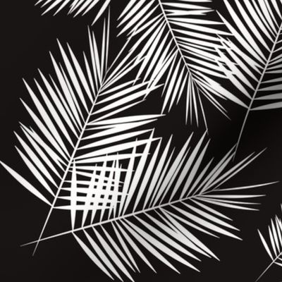 palm leaves - monochrome black and white palm tree fern tropical summer 