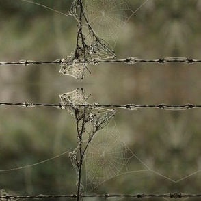 Spiderwebs on Barbed Wire