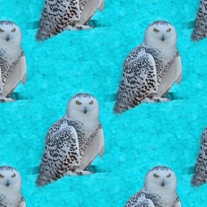 snowy owl - turquoise small - potter's world