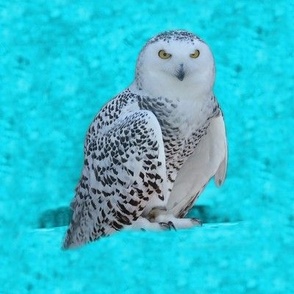 snowy owl - turquoise large - potter's world