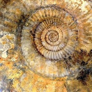 Golden Fossil Ammonite Shell