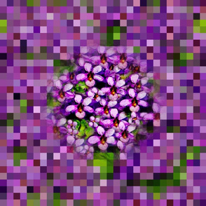 pixel violets