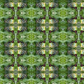 Butterfly_pattern