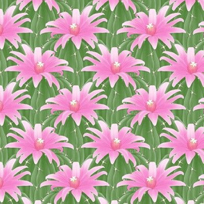 cactus_flower_pink