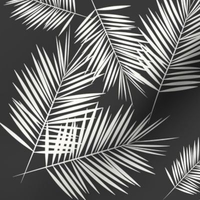 Palm leaves - fern palm tree white on graphite wasgphed black || by sunny afternoon 