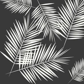 Palm leaves - fern palm tree white on graphite wasgphed black || by sunny afternoon 