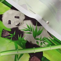 panda bear 