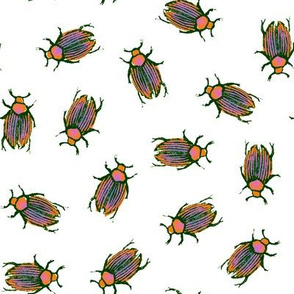 Beetles as Pretty as Butterflies