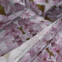 frangipani - large - painting effect