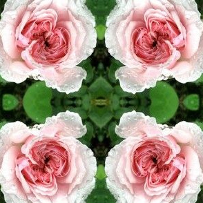 pink rose 1