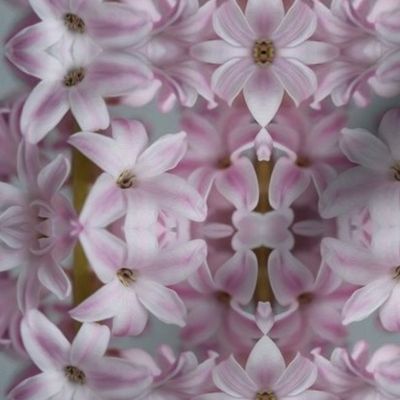 frangipani - small - painting effect