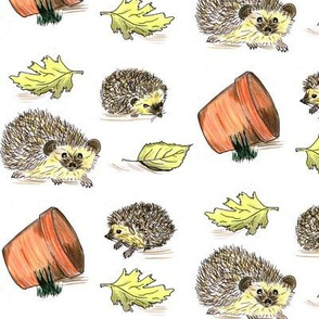 Hedgehogs colour