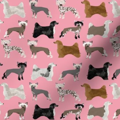 chinese crested dogs hairless dog powderpuff cute dog pets pet design fabric for dog lovers