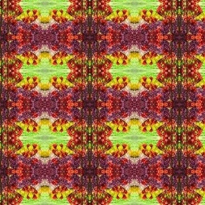 Kangaroo_Paw_Pattern