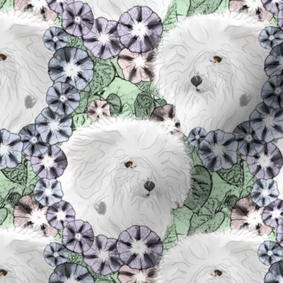 Floral Coton de Tulear portraits