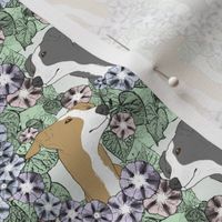 Small Floral Italian Greyhound portraits