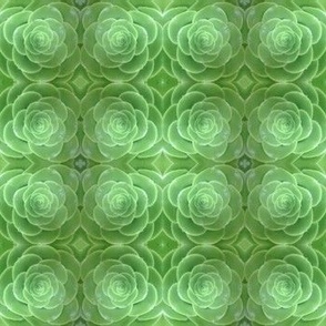 Succulent_Patterns