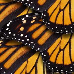 Monarch Butterfly