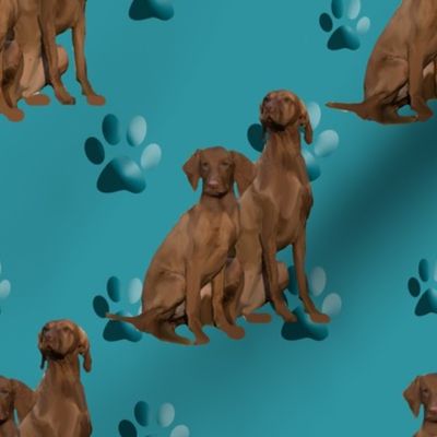 vizslas_in_blue