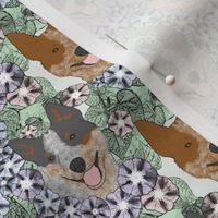 Small Floral Australian cattle dog portraits