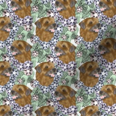 Small Floral Border terrier portraits