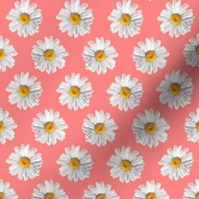 Daisies on Peach Pink